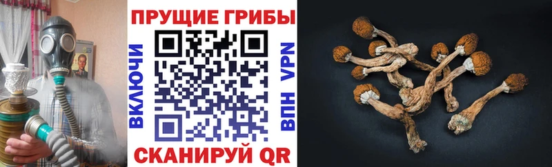 МЕГА ТОР  Арзамас  Псилоцибиновые грибы ЛСД 
